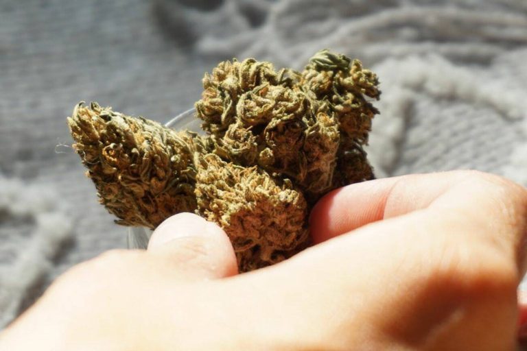 28467441_web1_M1-KIR20220315-Buy-weed-online-teaser-image1
